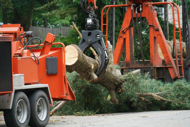 Reliable Florence, MS Tree Services Solutions