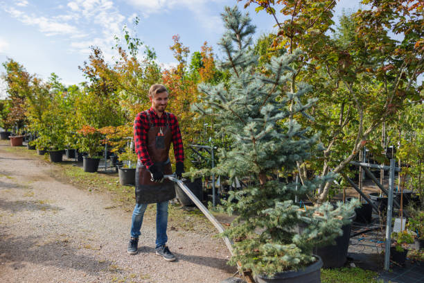 Best Tree Removal Service  in Florence, MS